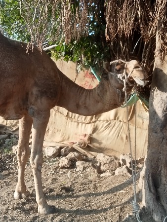 થંબનેલ 3