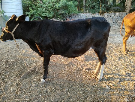 SF વેચવાની છે