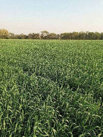 જમીન વેચવા ની છે