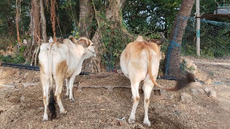 બળદ વેચવાના છે