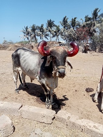બળદ વેચવા નો છે