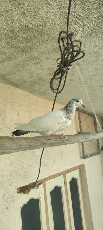 ઉડાન વાળા કબૂતર