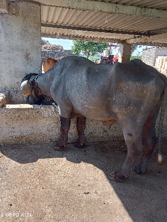 પાડો વેચવાનો છે