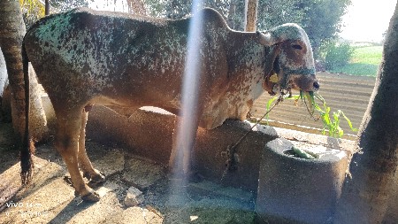 પેલ્વિટ્રે હોડકી સે