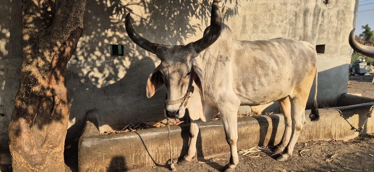 थंबनेल 3