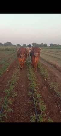 આખી બળદ વેસવાના છે.