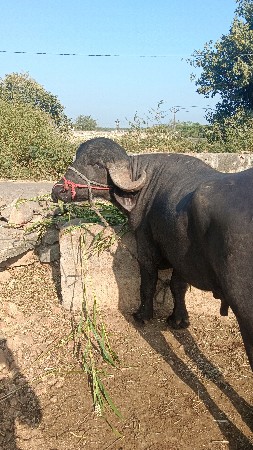 थंबनेल 2