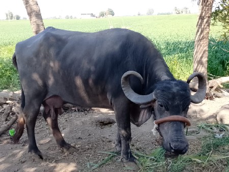 ભેસ વેસવાની સે