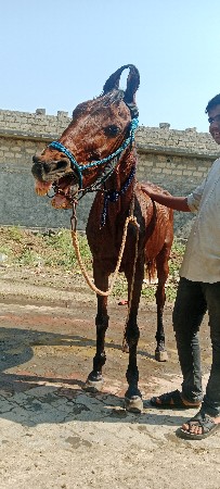 આ ઘોડિ વેશવાનીશે