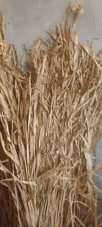 જુવારની નીરણ