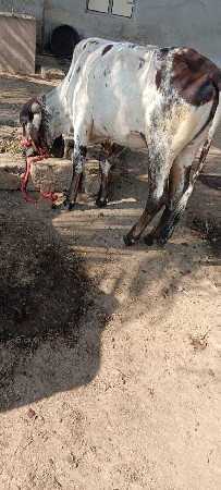 थंबनेल 3