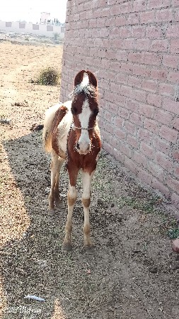 વછેરા ના સાટા કરવા ના સે