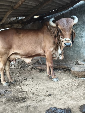 ગાય વેચવાની છે