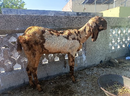 tota puri bakari ane bachi