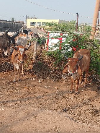 શિવ શહીદ