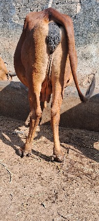 આ ગાય  વેચવાની છે