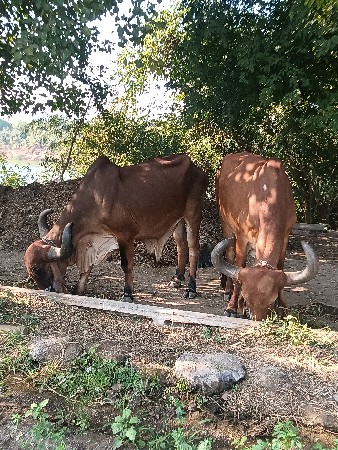 બળદ વેચવાના છે