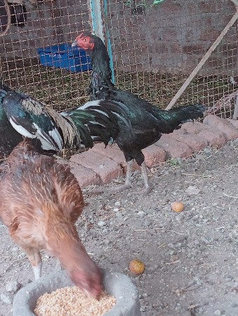 थंबनेल 2