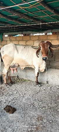 थंबनेल 5