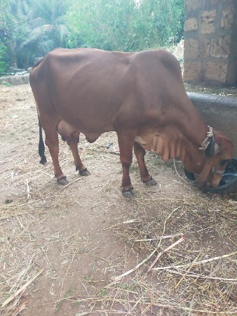 थंबनेल 3