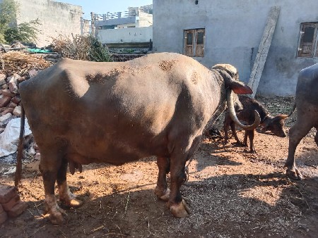 ભેસ વેચવા ની છે