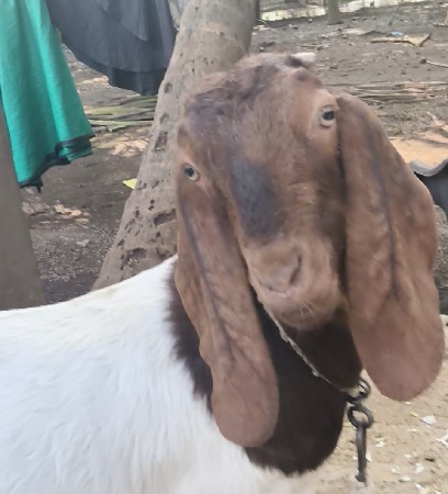 થંબનેલ 3