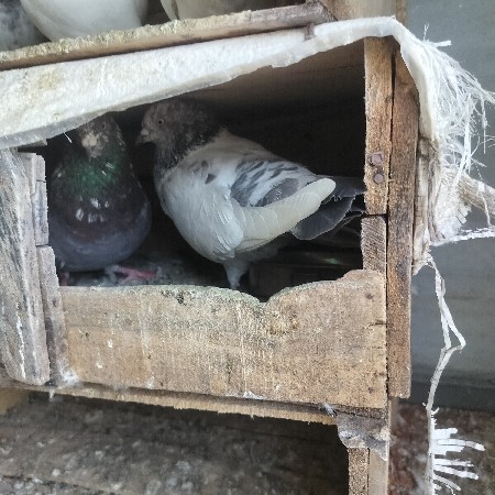 थंबनेल 2