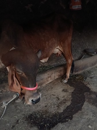 ગાય વેચવાની છે