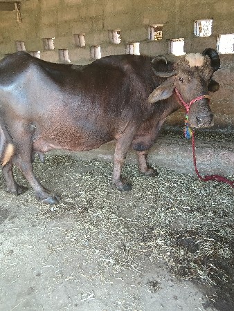 સાટાપણકરવાનાછે