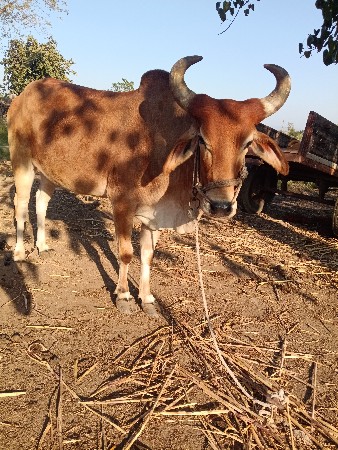 બળદ વેચવાના છે