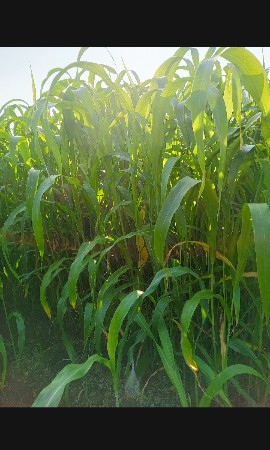 લીલી જુવાર વેચવાની છે