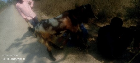 થંબનેલ 3