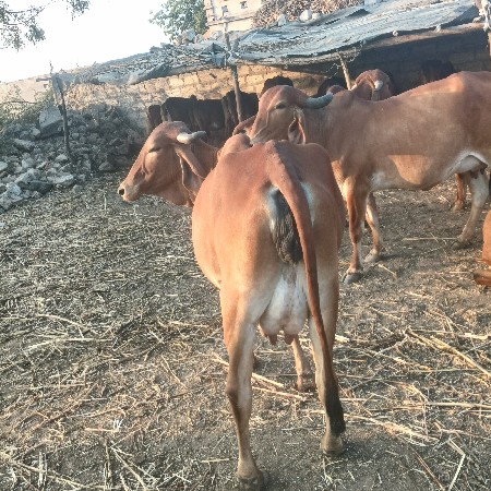 थंबनेल 3