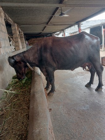 थंबनेल 3