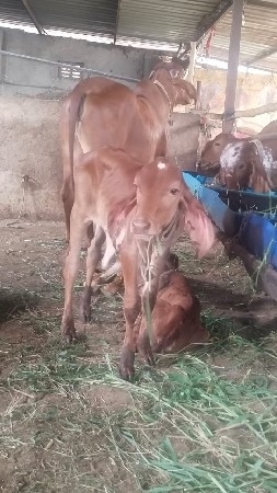 थंबनेल 3