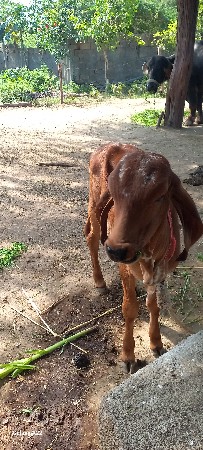 હોડકી આપવા ની છે