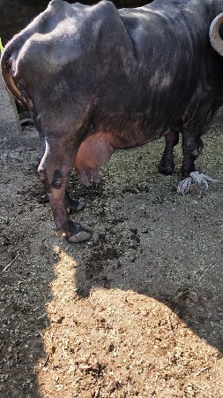 ભેસ વેસવા ની સે 4 વેતર સે