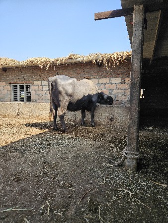 ભેસ વેચવાની