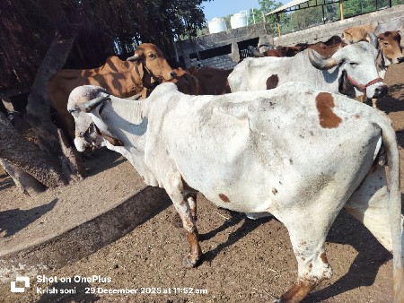 થંબનેલ 2