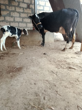 થંબનેલ 3