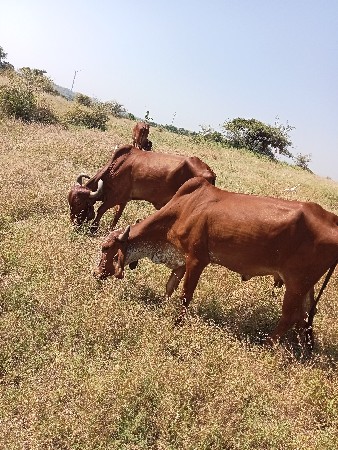 3 gabhani gayu deva ni se