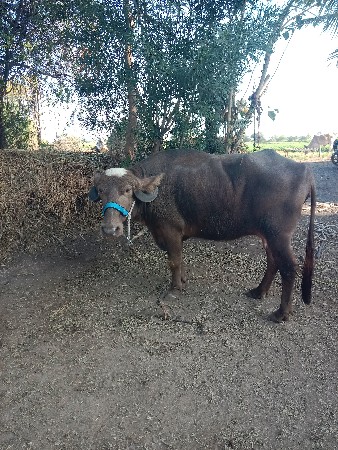 थंबनेल 2