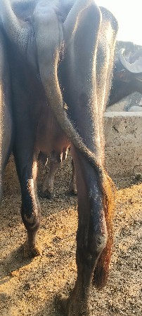 પેલા વેતર ની