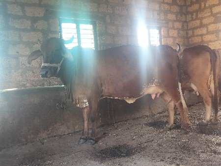 ગીર કોર્સ