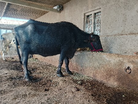 थंबनेल 2