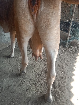 ગાય વેચવાની છે