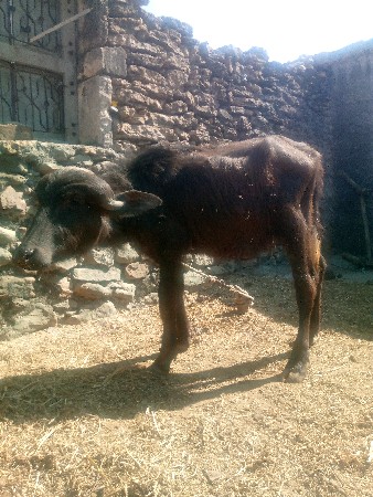 थंबनेल 2