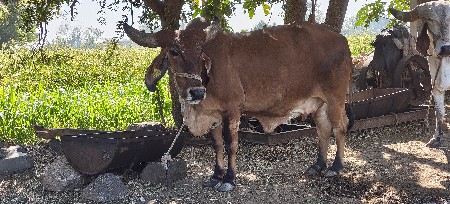 દેશી રાતડી ગાય વેચવાની છે