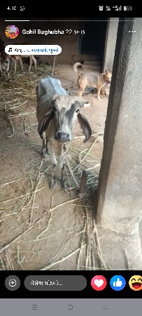 थंबनेल 3