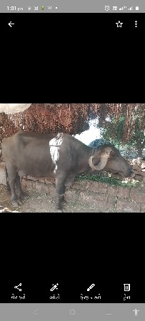 આ ભેંસ વેચવાની છે
